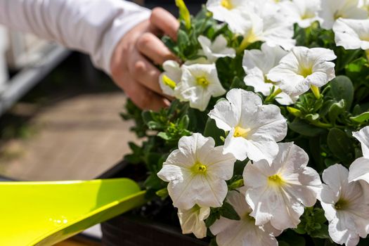 women's hands are carefully watering beautiful fresh flowers in a pot outside the house. Lifestyle, care. High quality photo