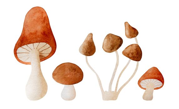 Mushrooms watercolor set illustration. Fall forest boletus collection in aquarelle design