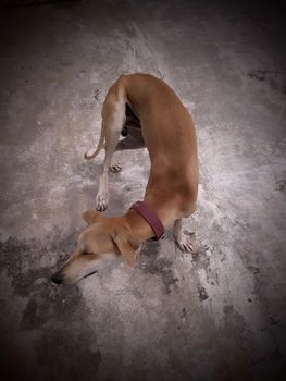 Chippiparai dog standing in the sunlight.A traditional breed dog of tamilnadu in india