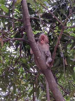 Monkey sitting on a tree and yawning.View of a brown monkey in the midday yawning