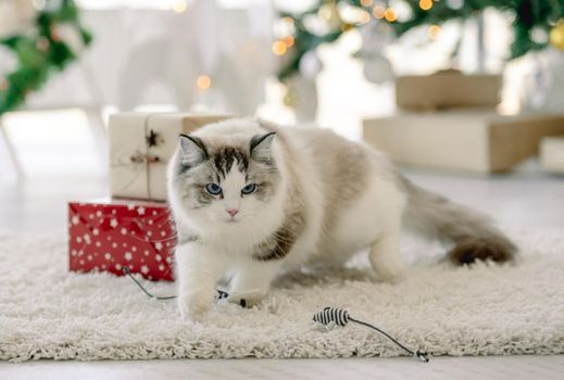 Ragdoll cat in Christmas time on fluffy carpet in room with decorated tree and gifts. Purebred feline pet in New Year celebration
