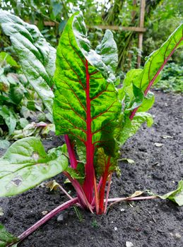 Close-up of leaf of a beet root plant. Fresh green-red leaves of beet root seedling in a vegetable garden.