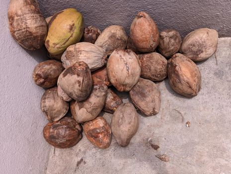 Pile or stack or group of dry coconut in a store house.Coconuts are lying in the ground
