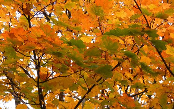 Norway maple with coloring leaves in autumn. Seen in Wilsum, Germany