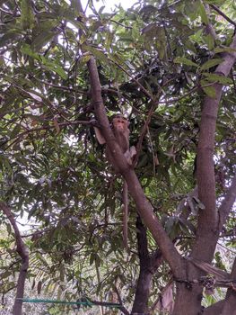 Small Monkey sitting on the mango tree.The monkey is so adorble