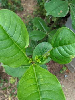 Closeup view of dark green leaf in sunlight .In a sunny day the leaf reflection is good.