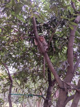 Small Monkey sitting on the mango tree.The monkey is so adorble