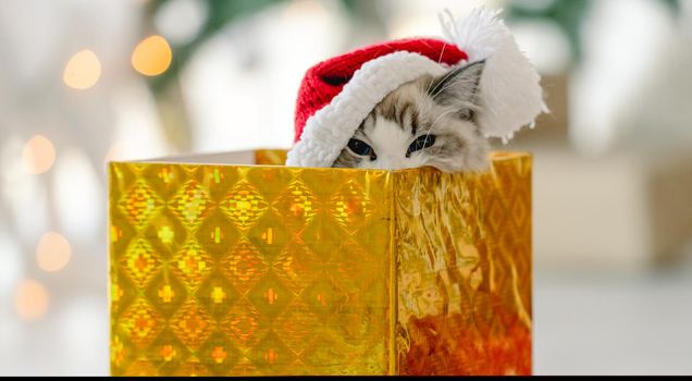 Ragdoll cat in Christmas timelooking out from gift box in room with decorated tree. Purebred feline pet in New Year celebration