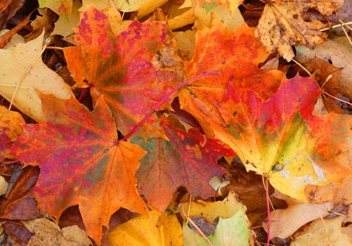 Coloring leaves of the Norway maple in autumn as background. A mixture between red, green and yellow