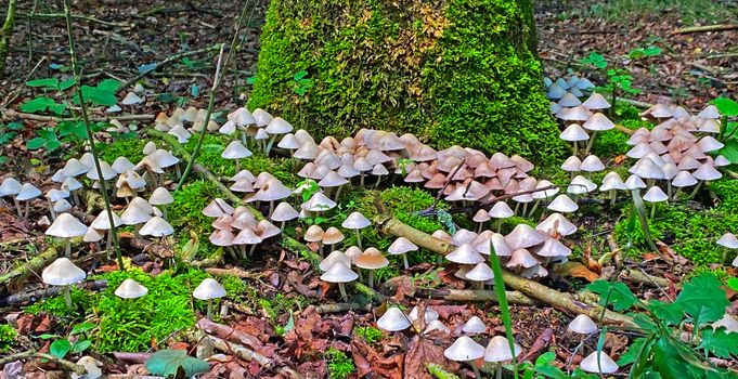 Group of Hypholoma fungis (Hypholoma fasciculare) in the woods