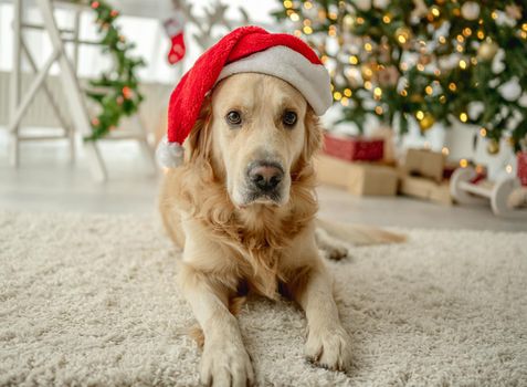 Golden retriever dog wearing Santa hat looking at camera in Christmas time in decorated room with Xmas festive tree. Doggy pet in New Year holidays home with lights