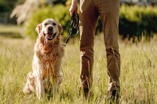 Rear view of man walking golden retriever in sunny nature