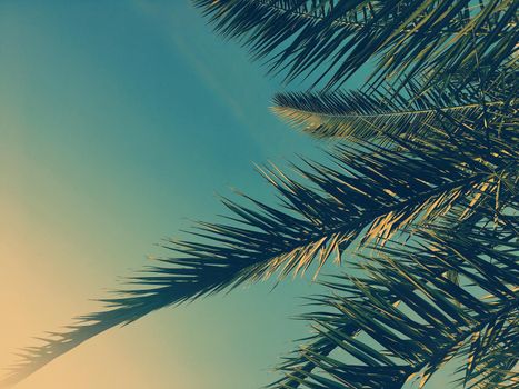 Tropical nature, vintage backdrop and summer vacation concept - Palm tree leaves and the sky, summertime travel background