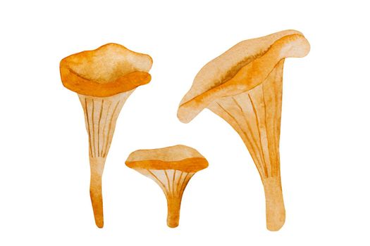 Mushrooms watercolor illustration. Fall forest boletus chanterelle in aquarelle design
