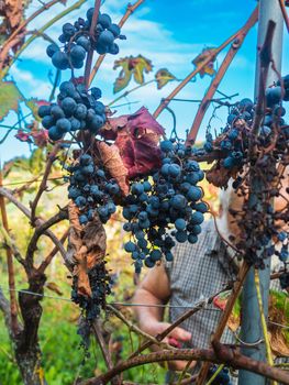 old bearded man harvesiting for wine production