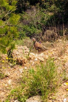 Partridge in nature. Wild red legged partridge in natural habitat. Game bird walking on ground, Penteli mountain, Attica Greece