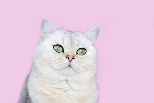 Adorable white British cat sits on a pink background, looks to the side . Close up. Copy space