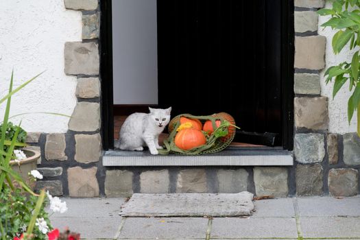 a small kitten stands on the threshold of an open door near a grid with orange ripe pumpkins, Concept of the change of seasons autumn harvest, High quality photo