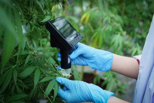 cannabis farm, researchers use digital microscope to see cannabis yield.