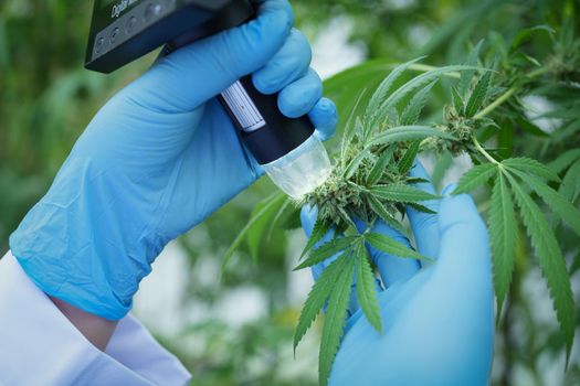 cannabis farm, researchers use digital microscope to see cannabis yield.