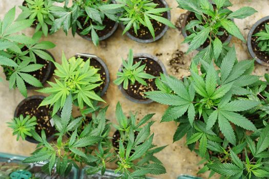 cannabis farm, organic planted flowers for medicinal purposes The leaves are boiled or cooked to add flavor.