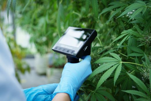 cannabis farm, researchers use digital microscope to see cannabis yield.