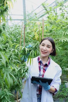 cannabis farm, researchers are examining the yield of each cannabis flower and using tablet computers to collect the results.