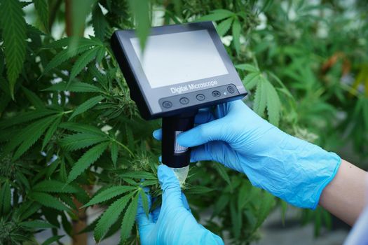 cannabis farm, researchers use digital microscope to see cannabis yield.