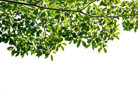 a branch full of beautiful leaves on a white background