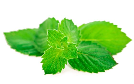 Fresh mint leaves on white background.