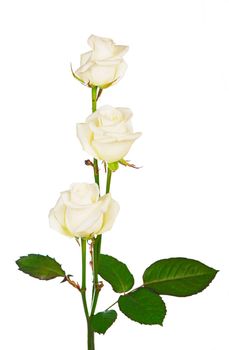 Bouquet of roses, isolated white rose flower isolated on white background.