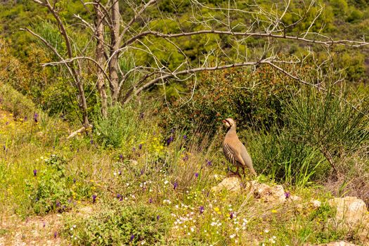 Partridge in nature. Wild red legged partridge in natural habitat. Game bird walking on ground, Penteli mountain, Attica Greece