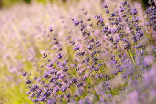 Selective and soft focus on lavender flower, beautiful lavender in flower garden