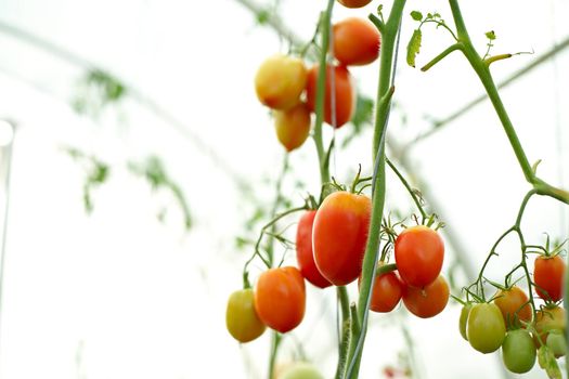 Beautiful red ripe tomatoes grown in a greenhouse. Delicious red tomatoes hanging on the vine of a tomato plant