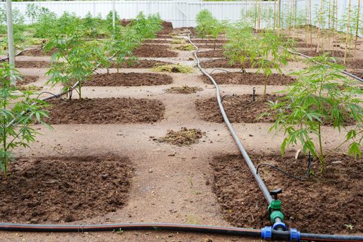 cannabis farm, organic planted flowers for medicinal purposes The leaves are boiled or cooked to add flavor.