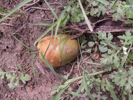 Finch of a coconut lying in the ground. fruit newly from the blossom