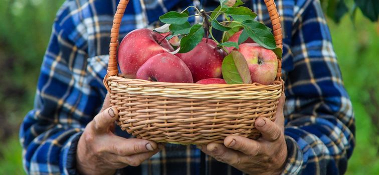 Grandmother harvests apples in the garden. Selective focus. Food.