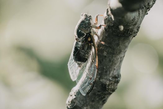 Adult cicada - Cryptotympana facialis female resting on Fig tree in a mid-day summer, closeup shot.