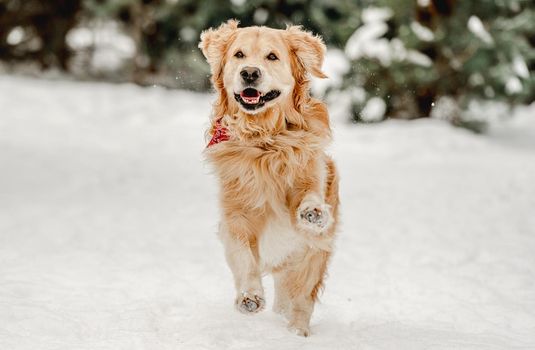 Golden retriever dog running in winter time in snow. Adorable purebred doggy pet labrador in cold weather outdoors in forest