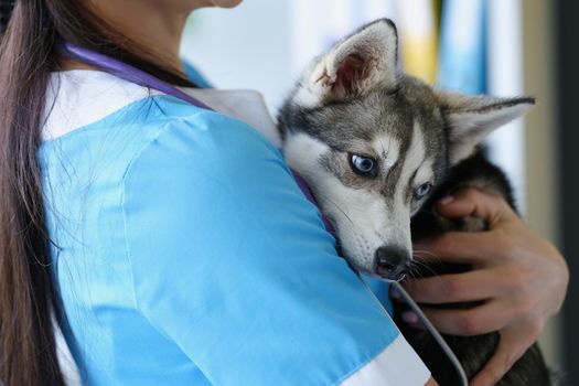 Cute husky puppy in the arms of a female doctor, close-up. Examination of a dog in a veterinary clinic, volunteer help