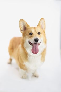 Red-haired thoroughbred short corgi dog on a white background, a cheerful puppy. Pembroke shows tongue