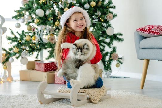 Child girl holding ragdoll cat in Christmas time and sitting on sled. Pretty kid wearing Santa hat with domestic animal at home in New Year with decorated tree