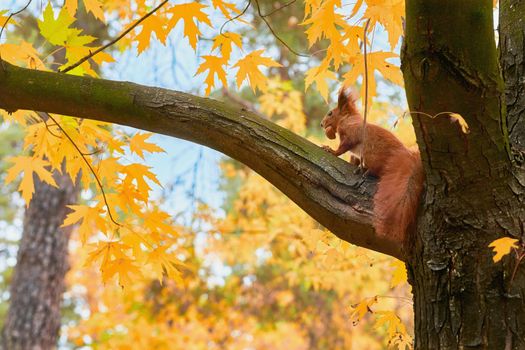 an agile tree dwelling rodent with a bushy tail, typically feeding on nuts and seeds. Red squirrel with a nut in its mouth on a tree in the autumn forest park.