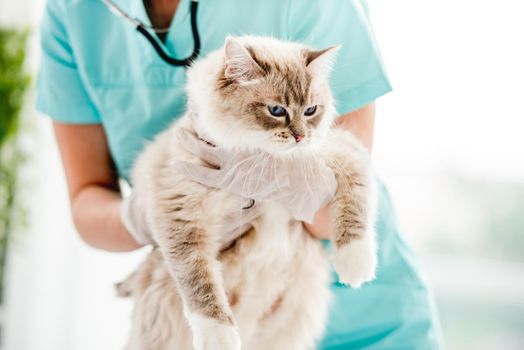 Woman veterinarian holding fluffy ragdoll cat with beautiful blue eyes in her hands during medical care procedures at vet clinic. Portrait of adorable purebred feline pet in animal hospital
