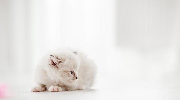 Adorable fluffy ragdoll kitten lying on the floor isolated on blurred white background. Cute little kitty resting in light room with daylight. Studio portrait of purebred small cat
