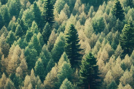 Green Forest. Pine Trees At Woodland From Aerial View. Beautiful Nature Landscape Of Woods. High quality illustration