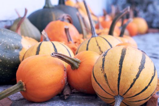 Close-up of a harvested pumpkin. Food background