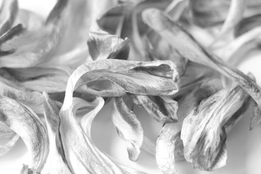 Black and white photo. Dry fallen tulip petals
