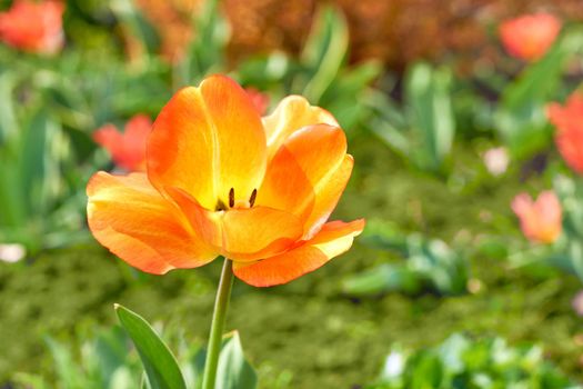 a bulbous spring-flowering plant of the lily family, with boldly colored cup-shaped flowers. Yellow red blooming tulip flower close-up and greenery