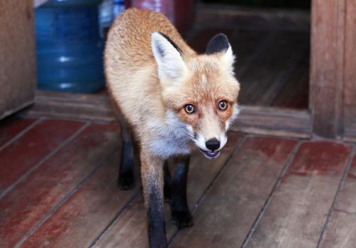 A young wild fox came into the people's house in the evening